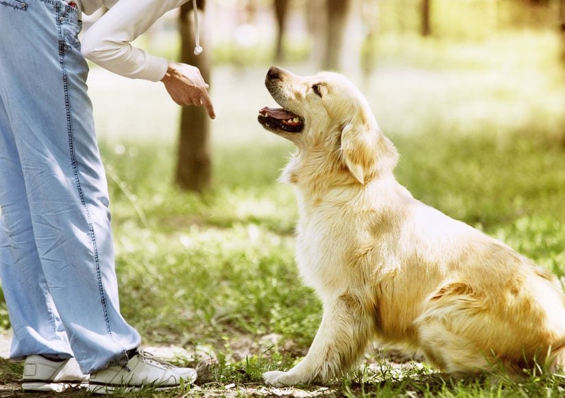 Comment apprendre à mon chien à donner la patte sur commande