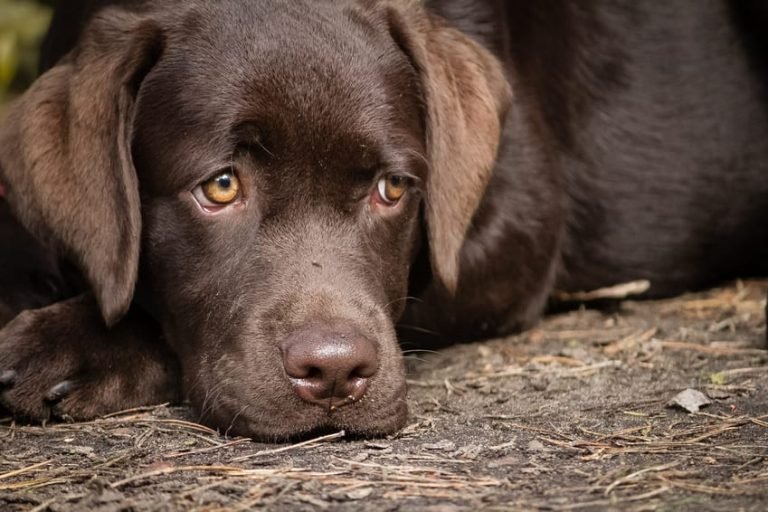 Apprendre A Son Chiot A Se Coucher