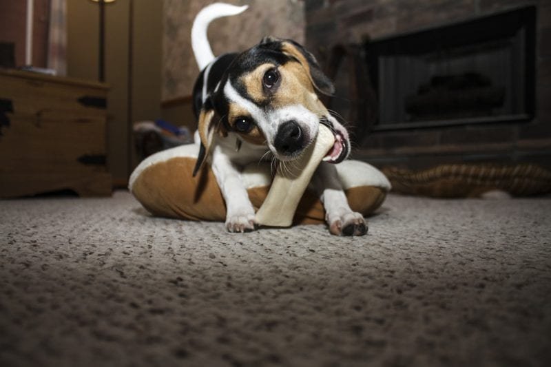 Chiot qui mordille Causes, Solutions, Prévention