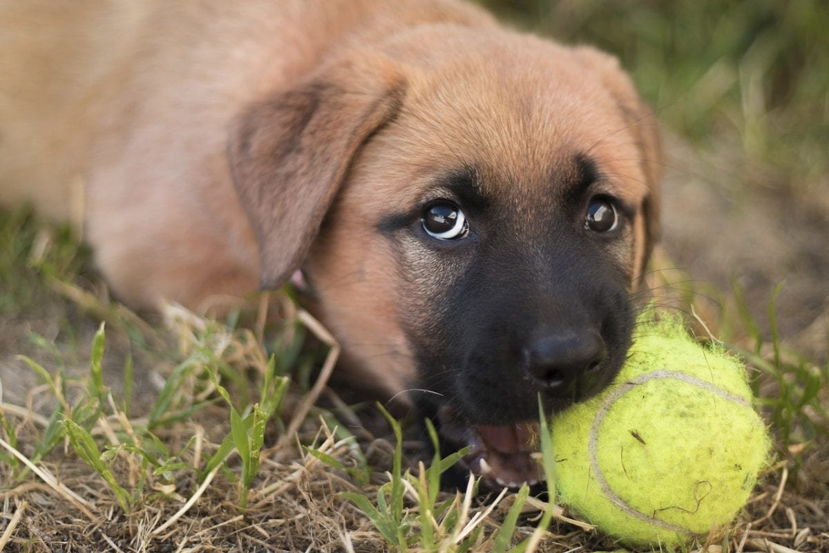 Chiot qui mordille Causes, Solutions, Prévention