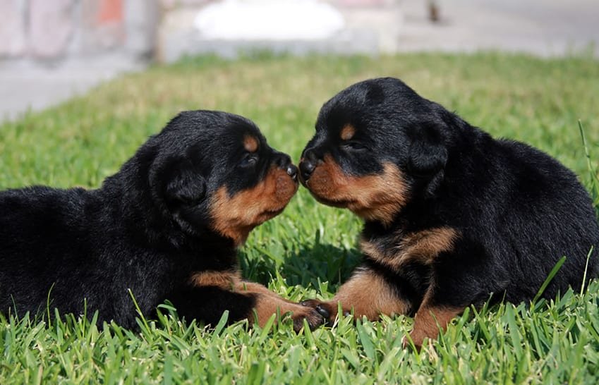 Comment Elever Deux Ou Plusieurs Chiens En Meme Temps Comment Elever Deux Ou Plusieurs Chiens En Meme Temps