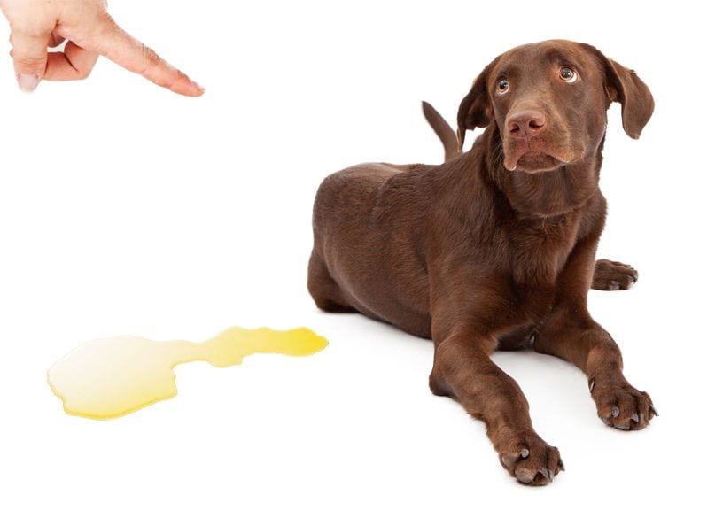 Comment punir un chiot / chien de manière juste quand il fait des bêtises
