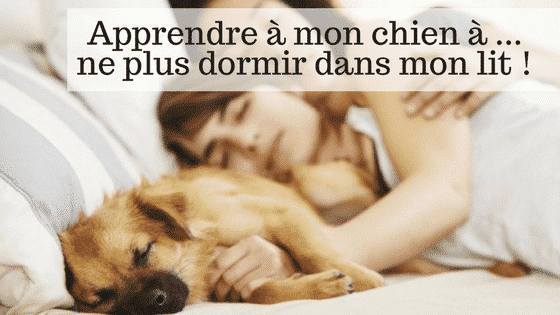 chien dort dans le lit