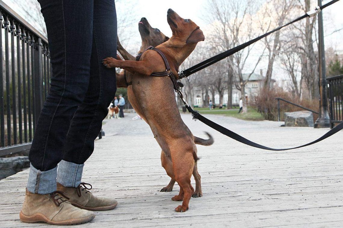 Mon chien saute pourquoi, et comment lui apprendre à ne pas le faire