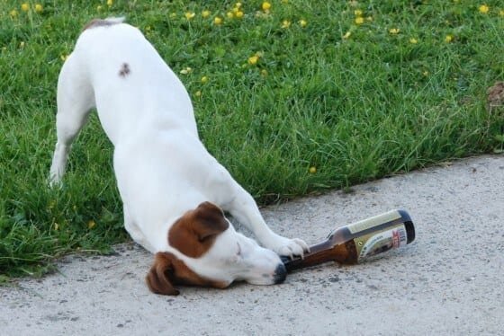 chien boit biere