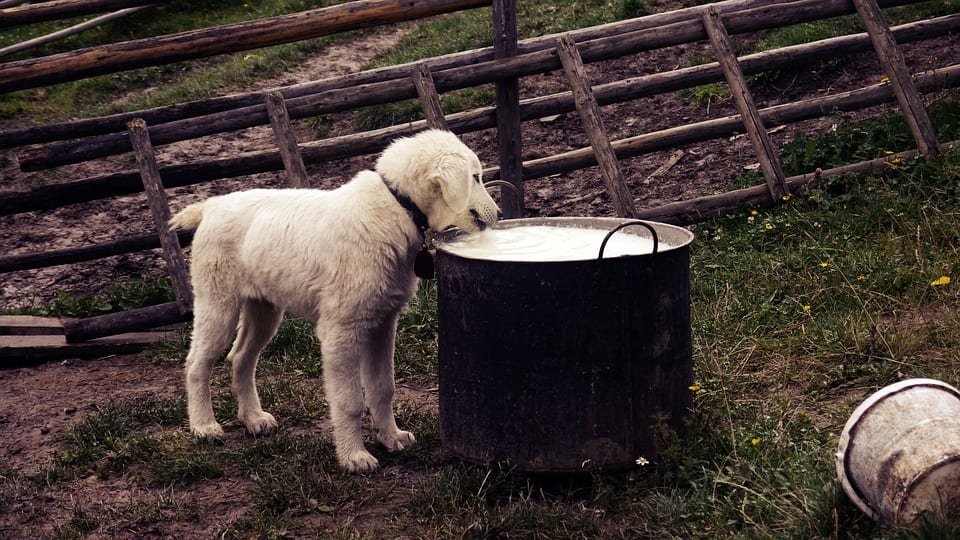 Puisje donner du lait à boire à mon chien ? L