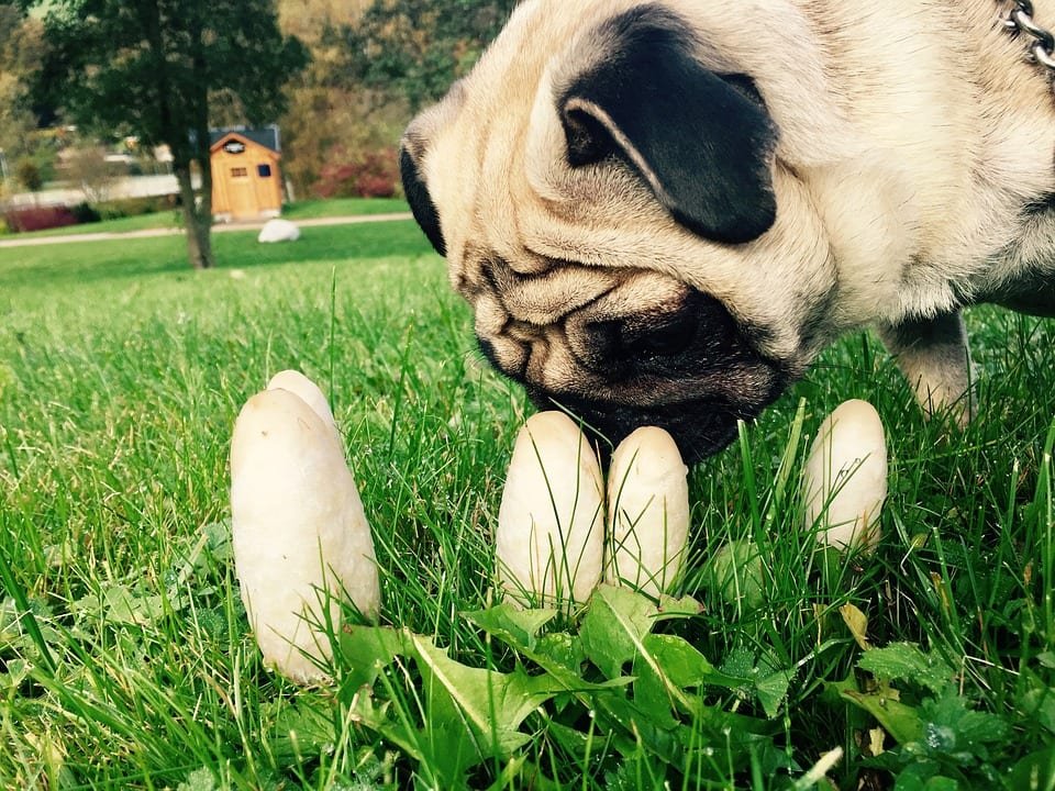 Puisje donner des champignons à manger à mon chien