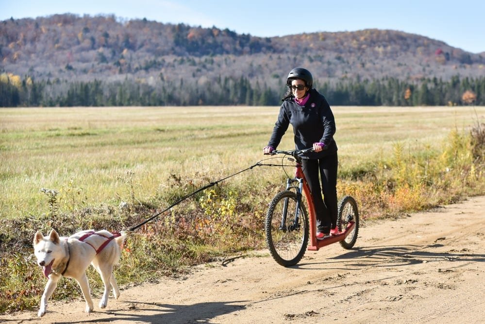 cani trotinette