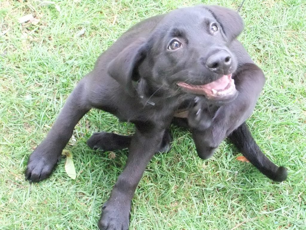 Un chien qui se gratte