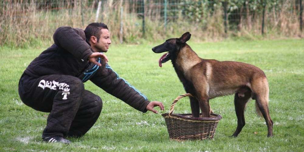 pratiquer le RCI avec son chien