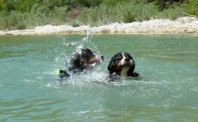 apprendre chien nager