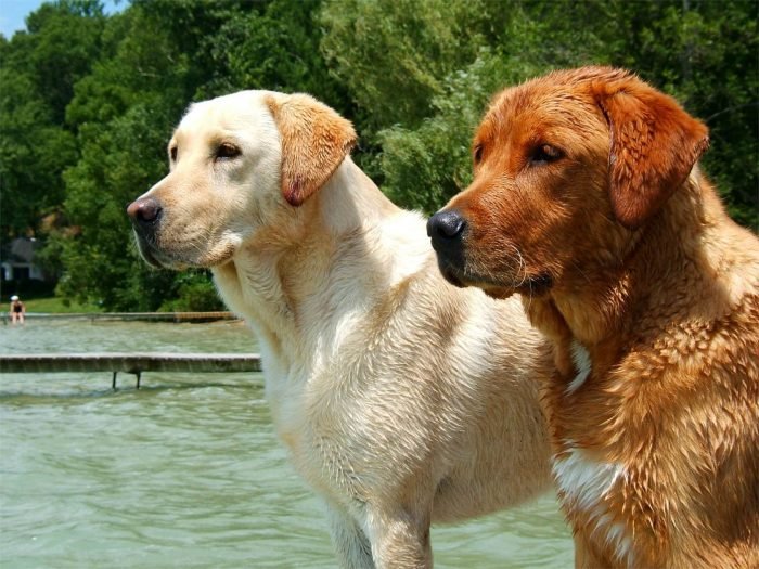 Imagenes De Perros Labrador – Labrador Retriever : Todo sobre esta raza ...