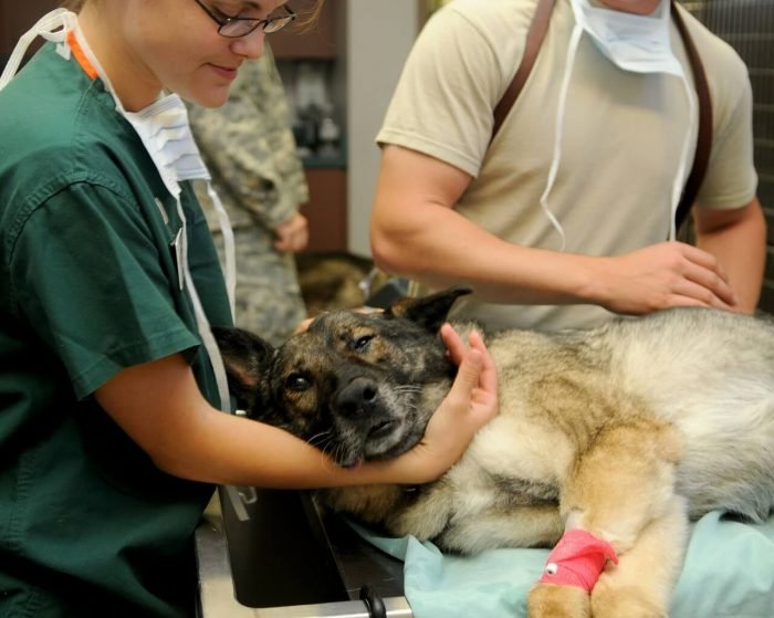 Stérilisation du chien types, avantages, effets secondaires