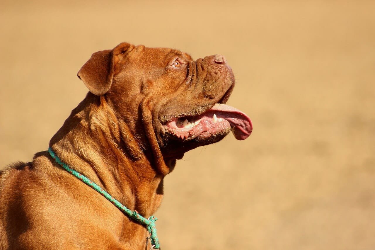 Comment punir un chiot / chien de manière juste quand il fait des bêtises