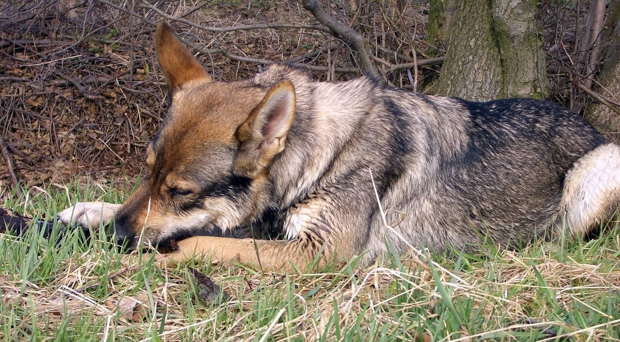 ChienLoup Tchécoslovaque Infos, Conseils, Avis… Tout savoir