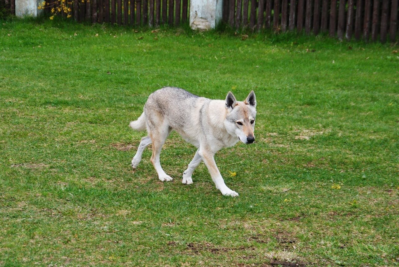 ChienLoup Tchécoslovaque Infos, Conseils, Avis… Tout savoir