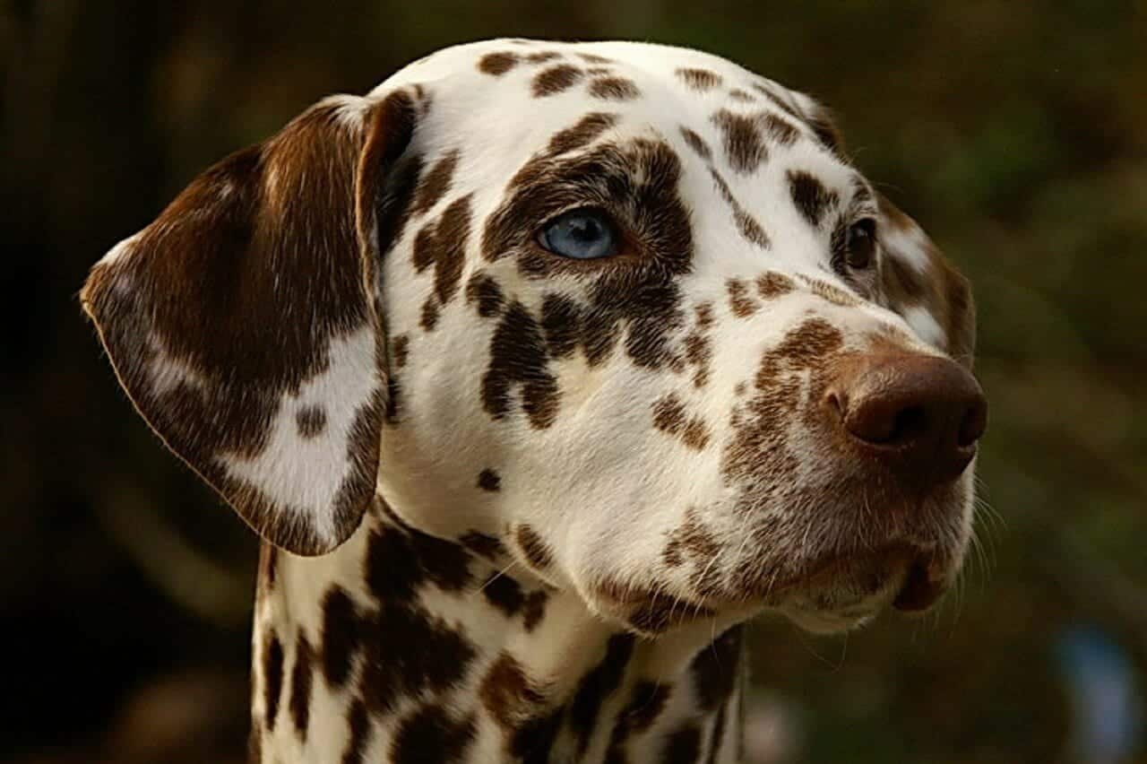 Dalmatien Infos, Conseils, Avis… Tout savoir sur cette race de chien Dalmatien Infos, Conseils, Avis… Tout savoir sur cette race de chien