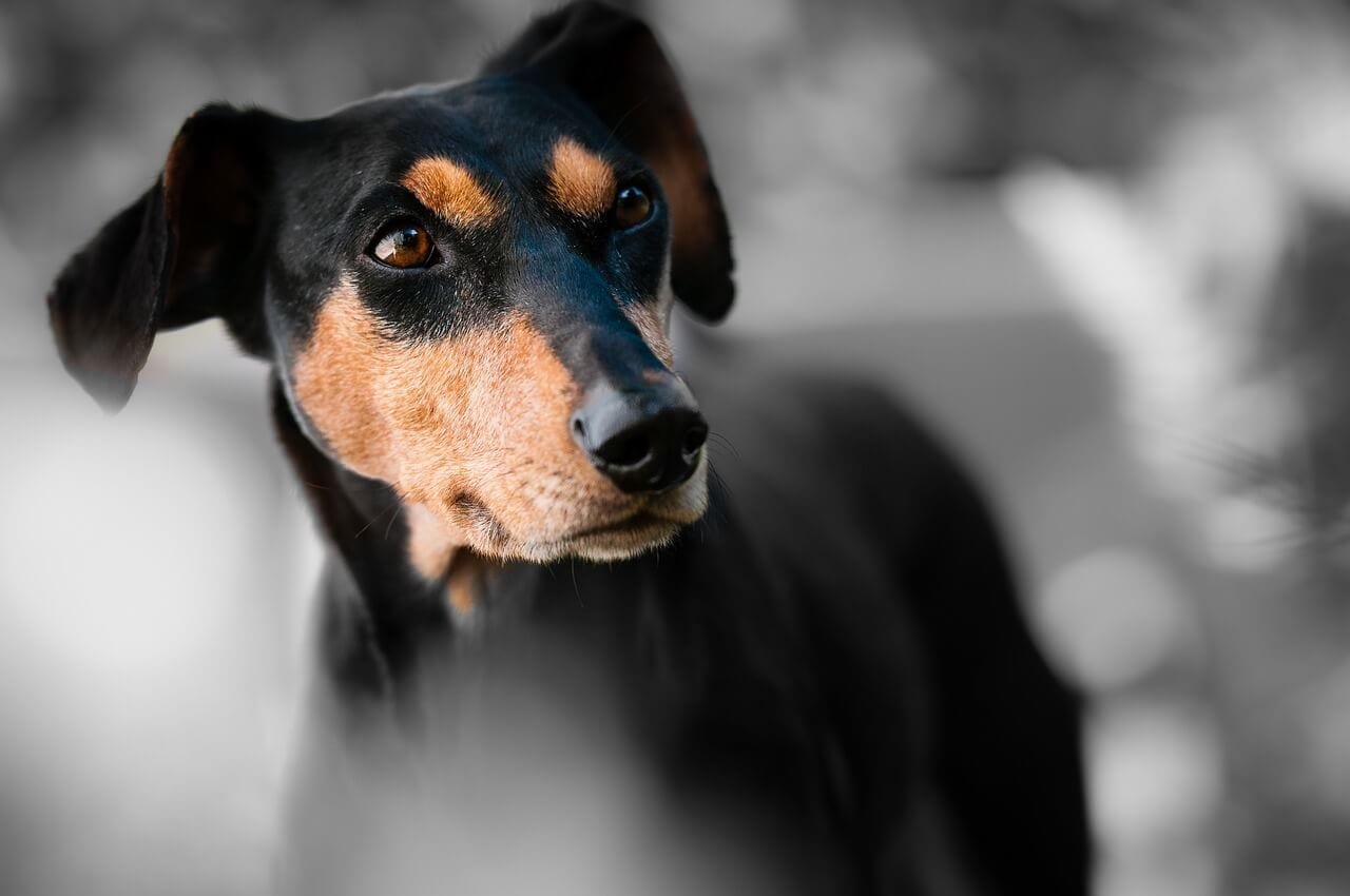 un Pinscher