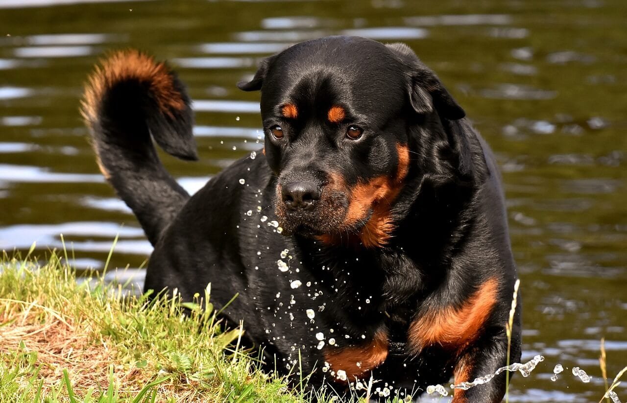 un Rottweiler