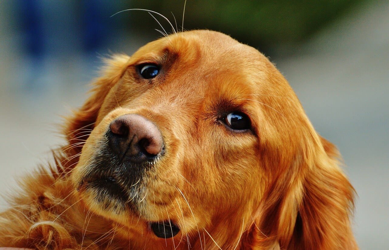 un Setter Irlandais