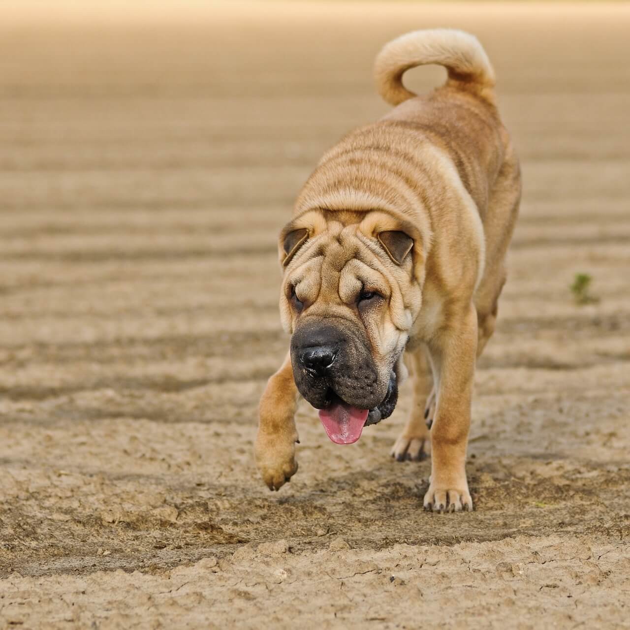 Connaître Et Repérer Les Signaux Dapaisement Chez Le Chien