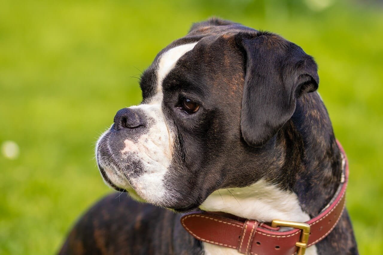 Boxer Infos Conseils Avis Tout Savoir Sur Cette Race De Chien