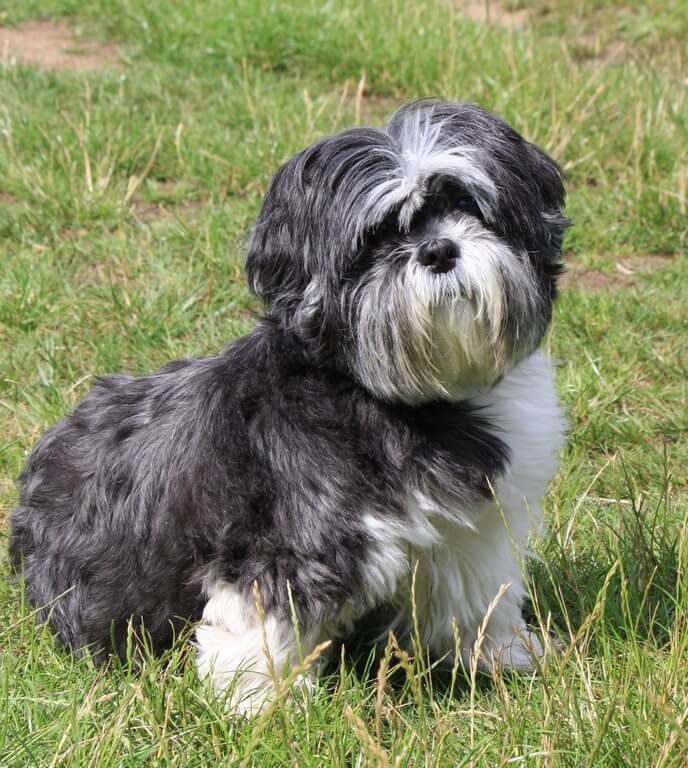 Petit chien lion Missy Wescott Petit chien lion Missy Wescott