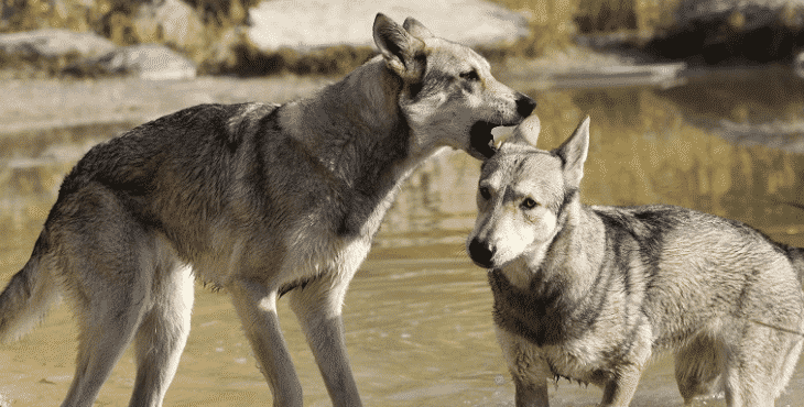 Chienloup de Saarloos Infos, Conseils, Avis… Tout