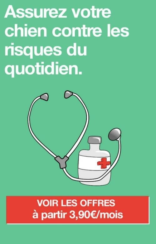 Mon chien vomit du sang Causes, Symptômes, Traitements