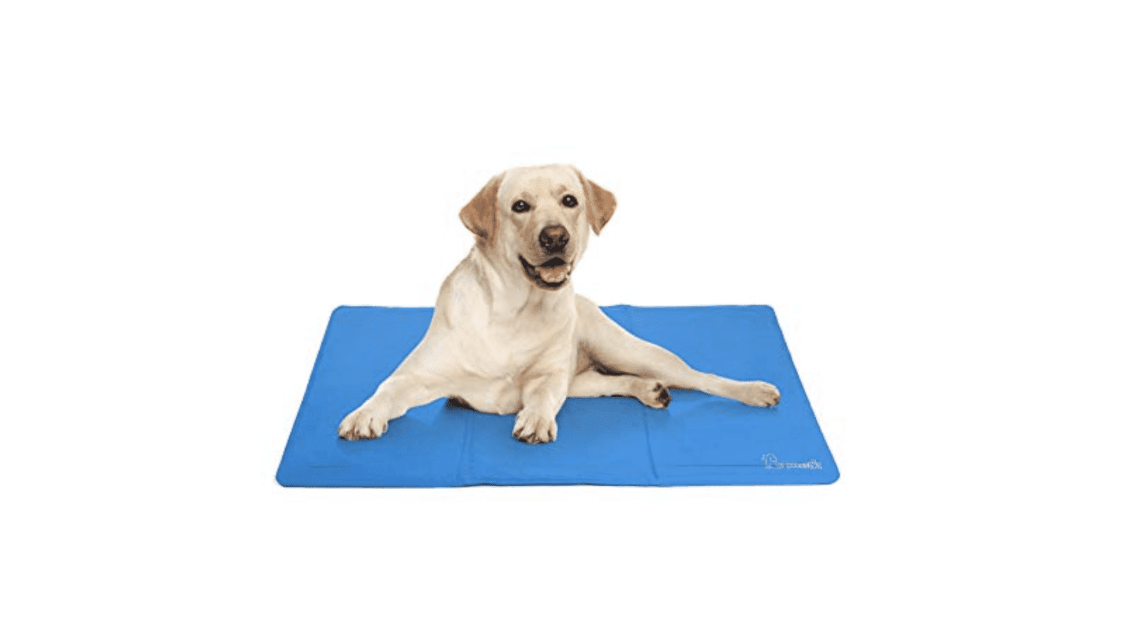 Tapis et coussins rafraîchissants pour chien : lesquels choisir en 