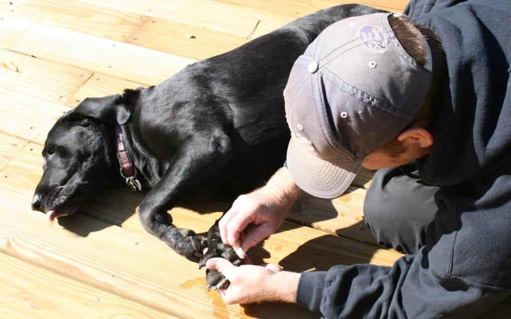 Abcès Du Chien Quelles Causes Et Comment Les soigner