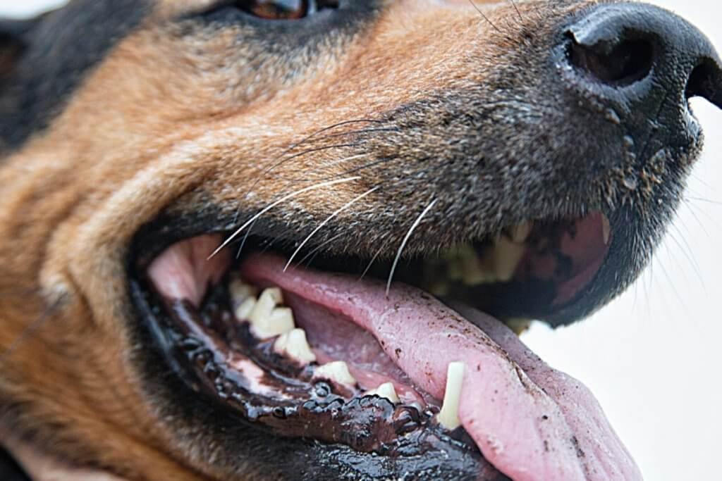 Muqueuses du chien Comment interpréter leurs couleur