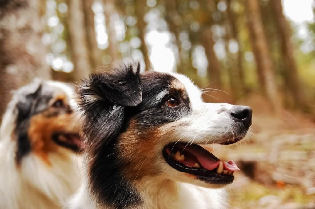 Noms de chien en R pour 2020 nos 500 meilleures idées