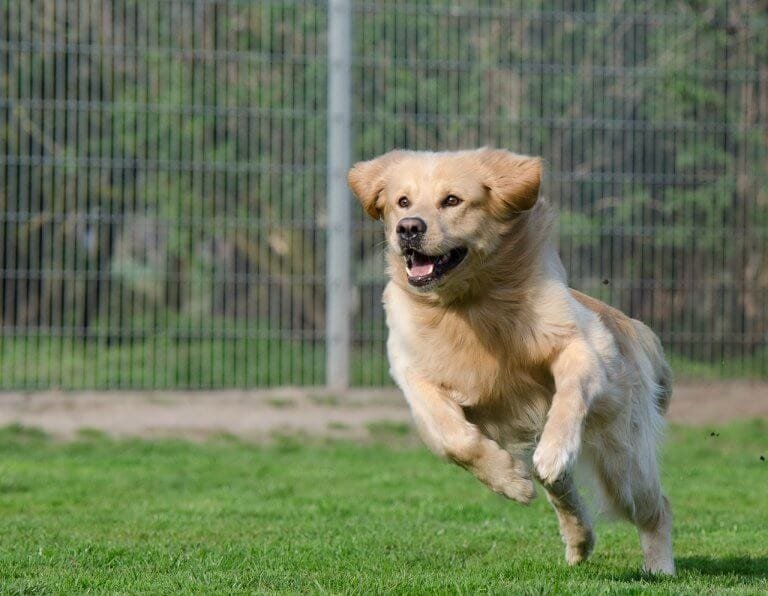 Adopter Un Chien La CHECKLIST Complète en 2021