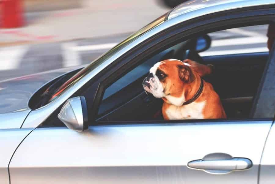 chien enfermé dans vune voiture