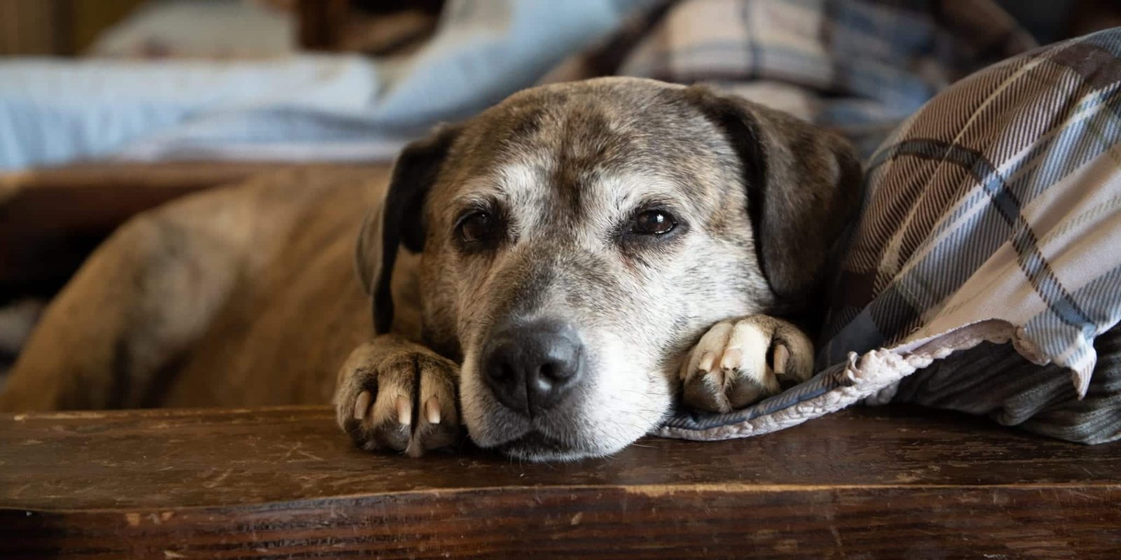 Vieux Chien Quelle Alimentation Privilégier ? [GUIDE COMPLET]