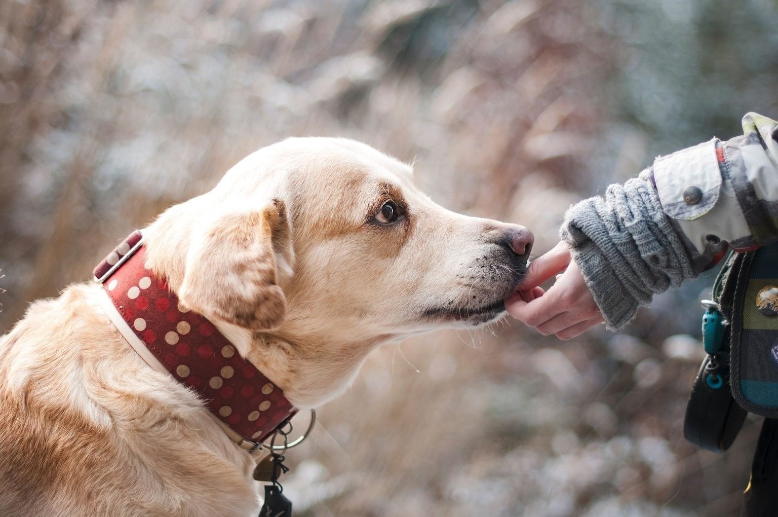 Comment et pourquoi adopter un Chien en 2021