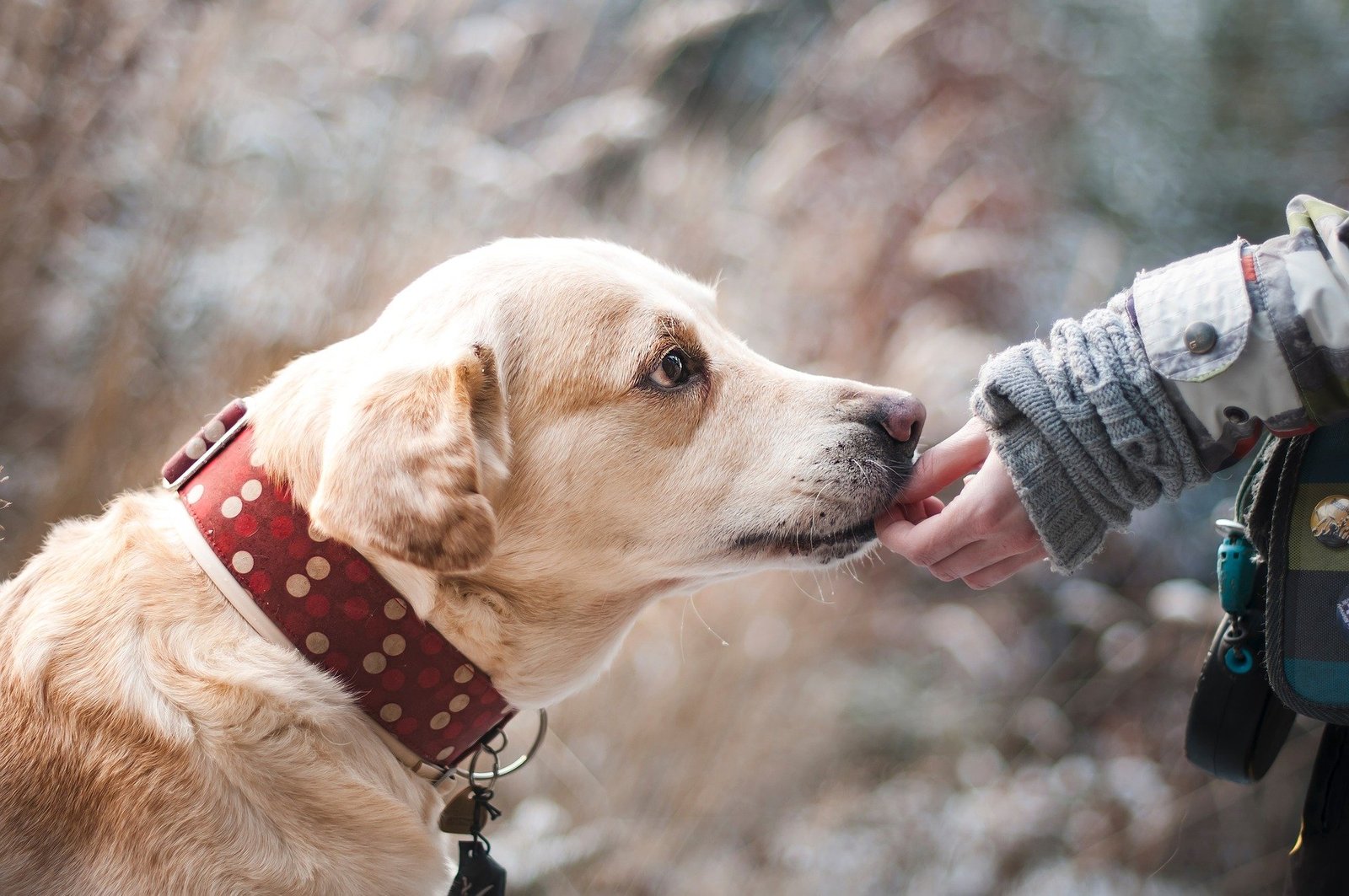 Comment et pourquoi adopter un Chien en 2020