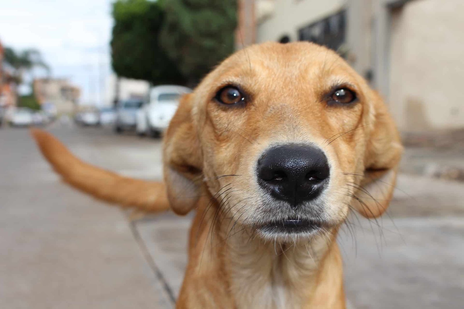 Chien à donner pourquoi et comment les adopter