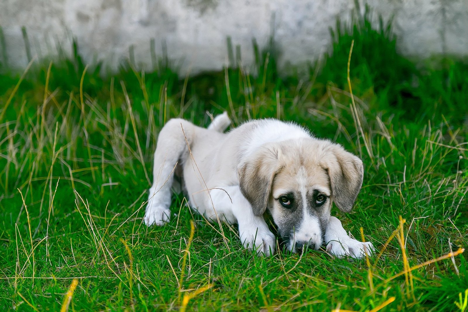 Mon Chien Vomit De L Eau Que Faire