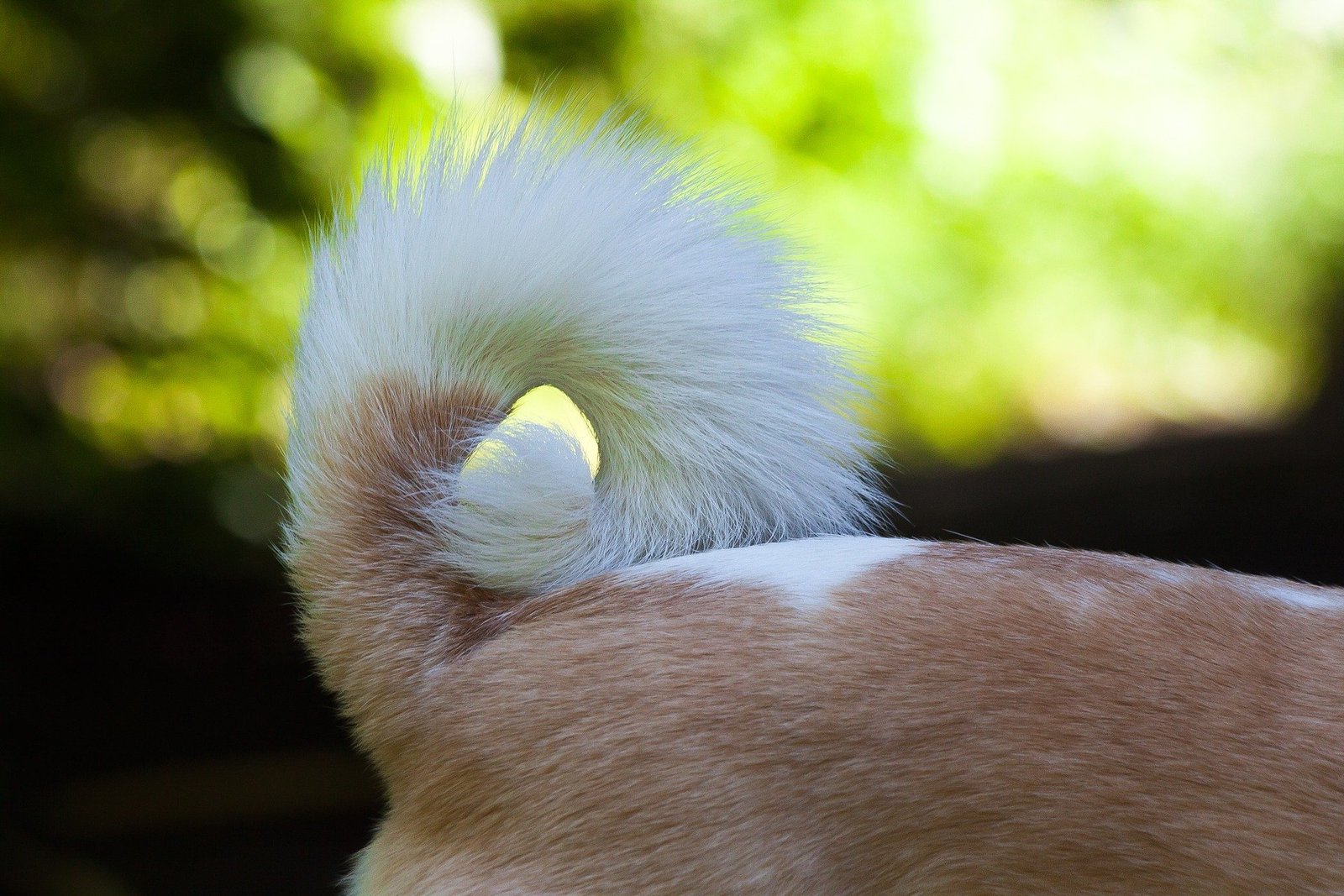 Les Blessures De La Queue Chez Le Chien