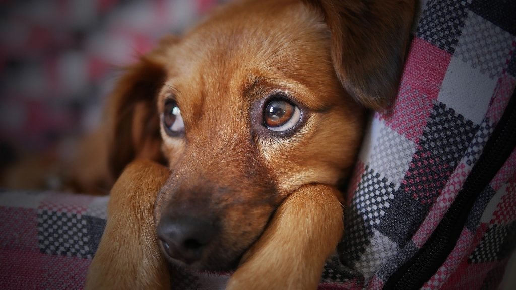 Mon chien dort avec les yeux ouverts pourquoi
