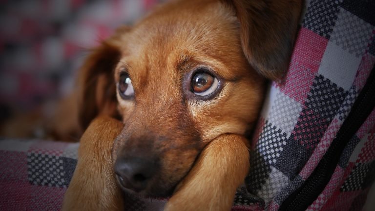 Mon chien dort avec les yeux ouverts : pourquoi