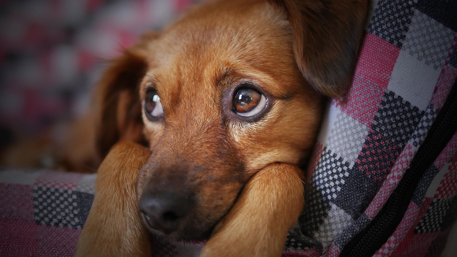 chien dort avec yeux ouverts