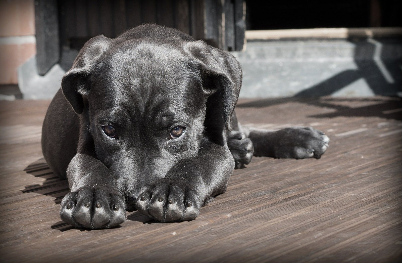 chiot ne mange pas